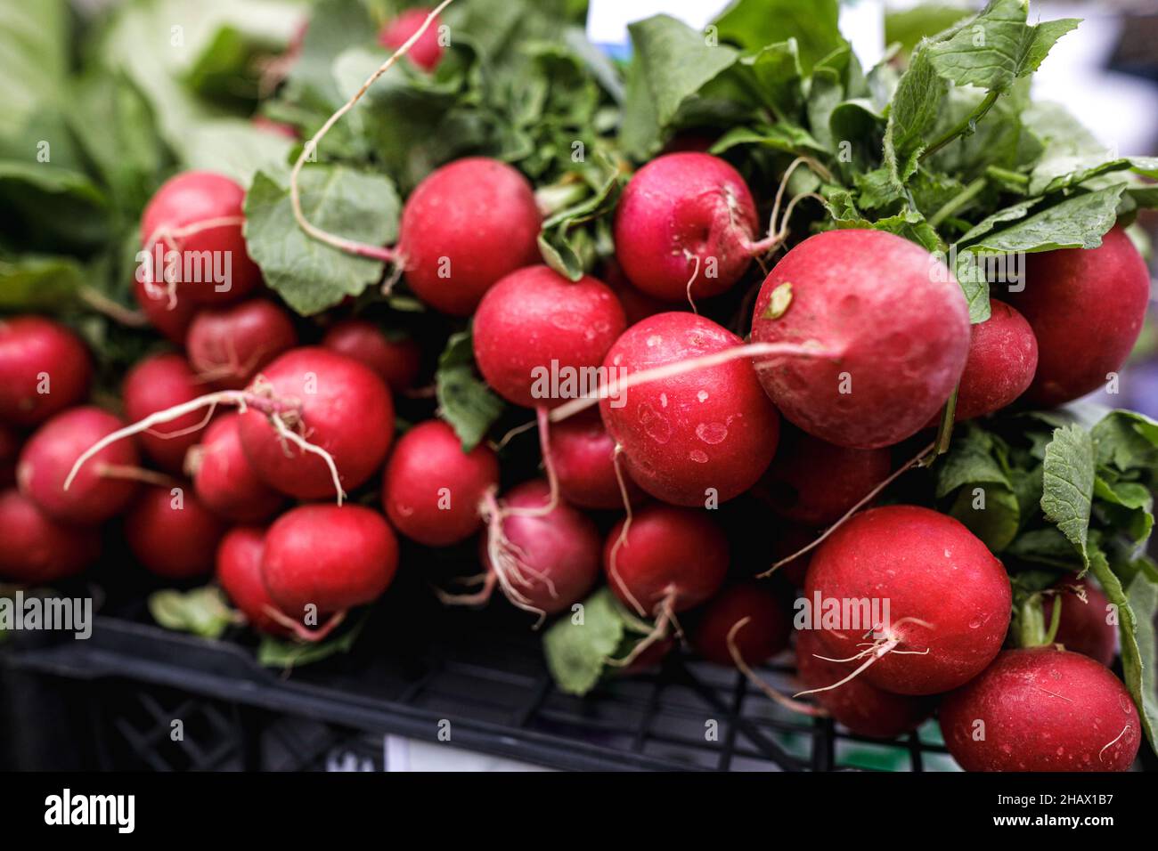 Image de faible profondeur de champ (mise au point sélective) avec radis frais organiques à vendre sur un marché de plein air à Bucarest, Roumanie. Banque D'Images