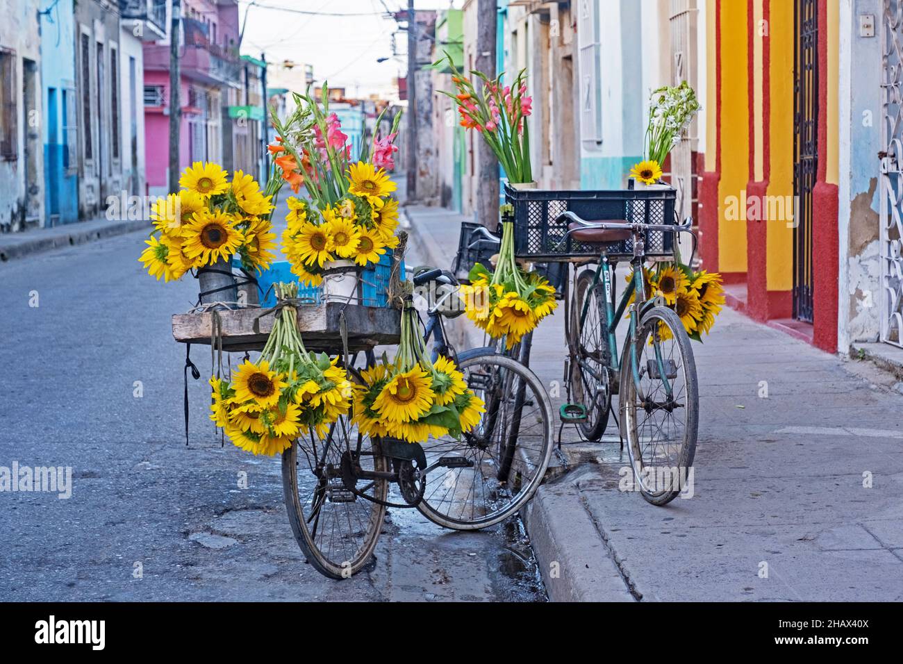 Trois vélos / vélos de vendeurs de rue vendant des tournesols et d'autres fleurs colorées dans le centre de la vieille ville de Camagüey sur l'île de Cuba Banque D'Images