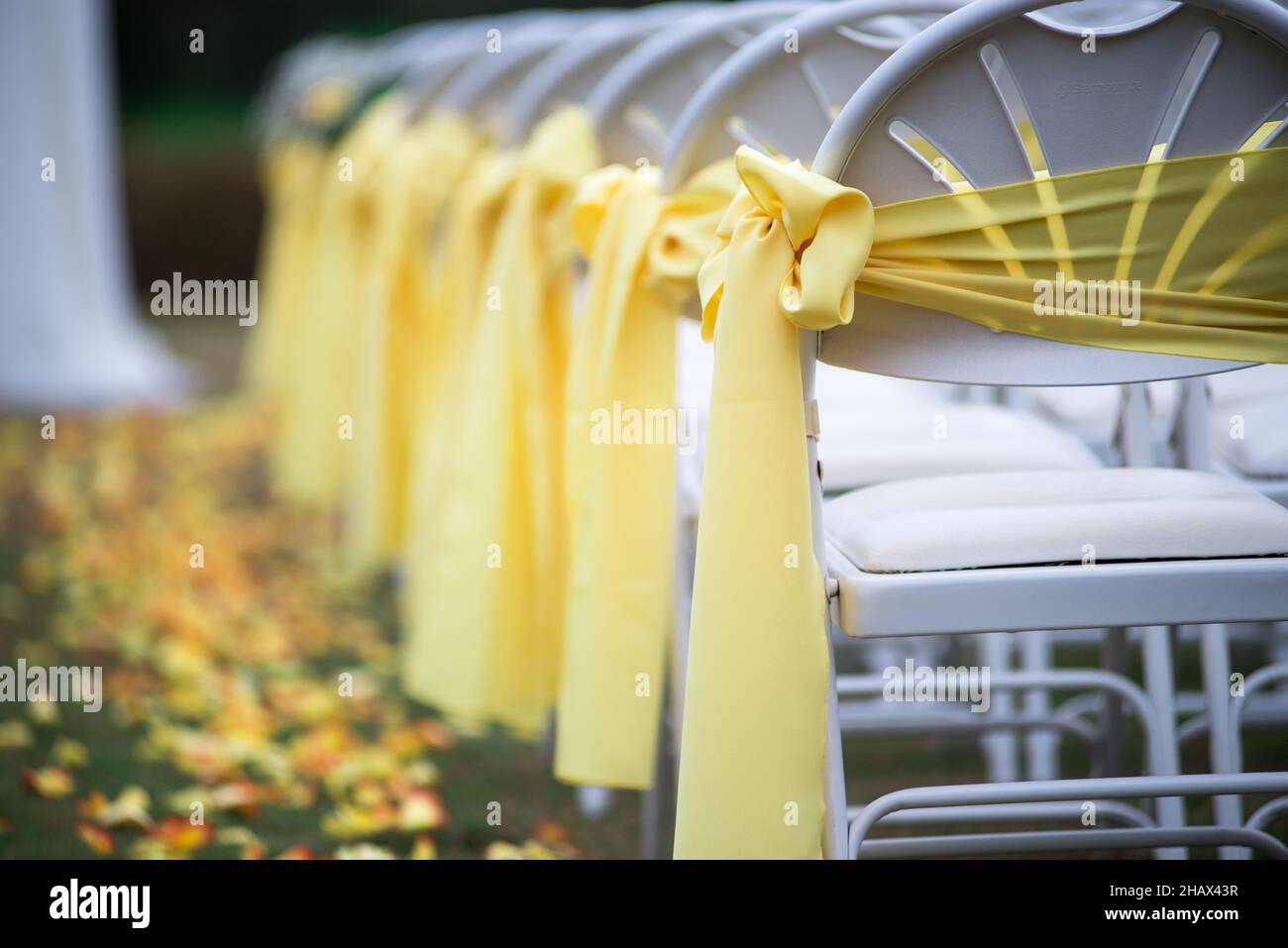 Chaises blanches pour cérémonie de mariage à l'isle décorées avec des noeuds et des rubans jaunes Banque D'Images