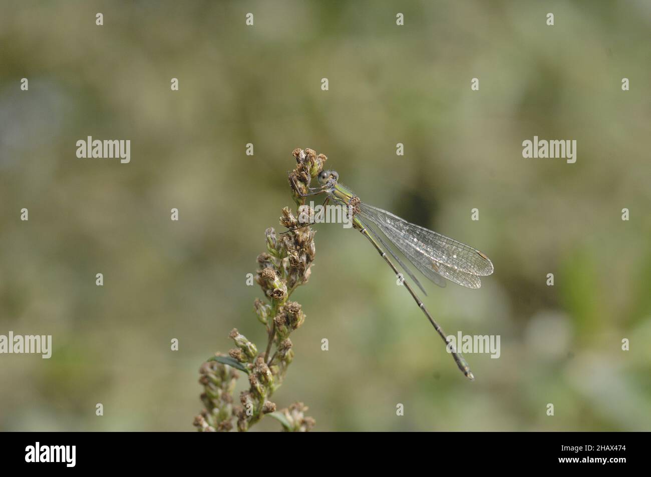 Willow Emerald Damselfly (Chalcolestes viridis) debout sur l'herbe sèche ih été - Vaucluse Provence France Banque D'Images
