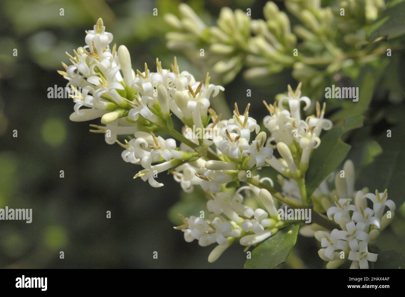 European Privet - Wild Privet - Common Privet (Ligustrum vulgare) floraison en été Belgique Banque D'Images