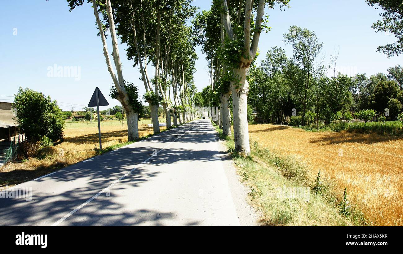 Route avec arbres aux Masies de Voltrega, Barcelone, Catalogne, Espagne, Europe Banque D'Images