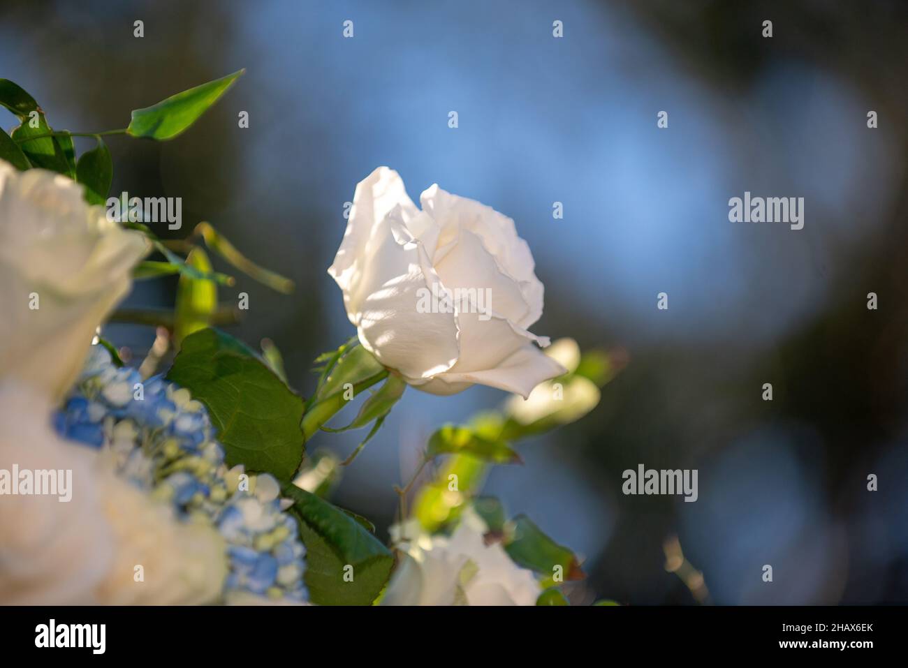 Rose blanche unique contre ciel bleu clair Banque D'Images