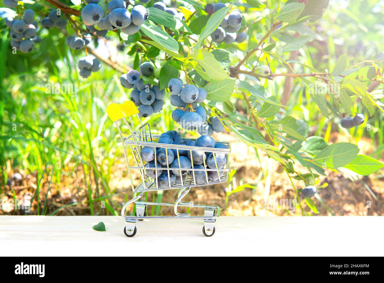 Jouet shopping pousser chariot plein de bleuets sur une table en bois sous un Bush dans le champ Banque D'Images