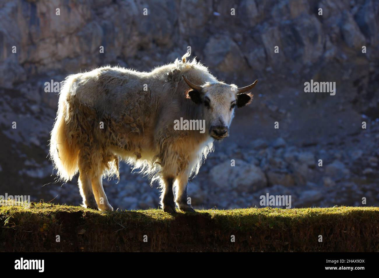 Yak, Hochlandrind in der Morgensonne auf einer Weide am Langkofel oder Sassolungo in der Bergwelt der Dolomiten in Südtirol Italien Banque D'Images