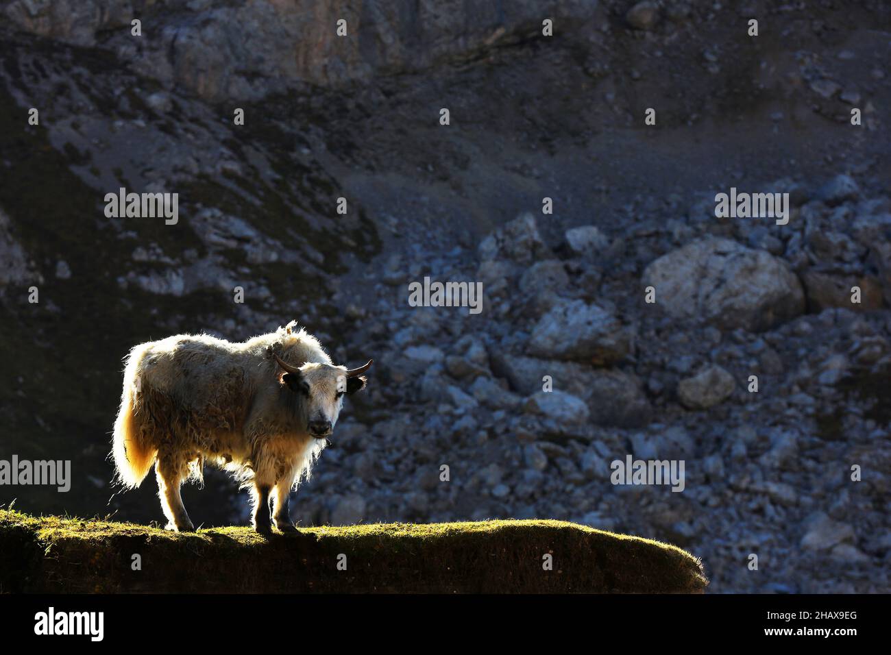 Yak, Hochlandrind in der Morgensonne auf einer Weide am Langkofel oder Sassolungo in der Bergwelt der Dolomiten in Südtirol Italien Banque D'Images