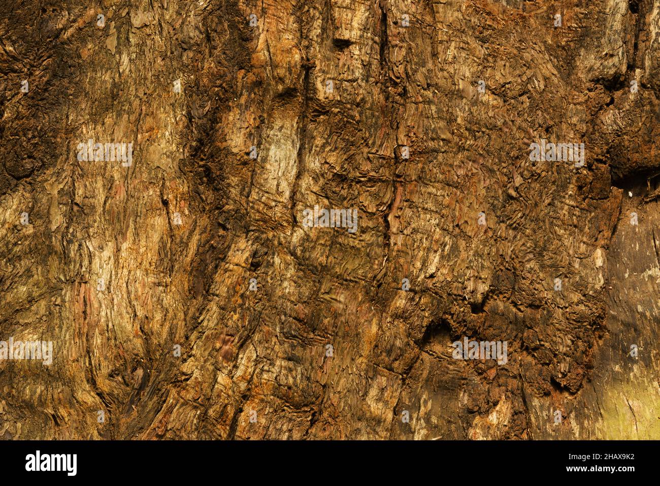 Macro d'arbre de séquoias exposé, cette piecs abstraite ou d'arrière-plan avec des motifs, des lignes, une texture, une forme et un design aléatoires de la nature. Banque D'Images