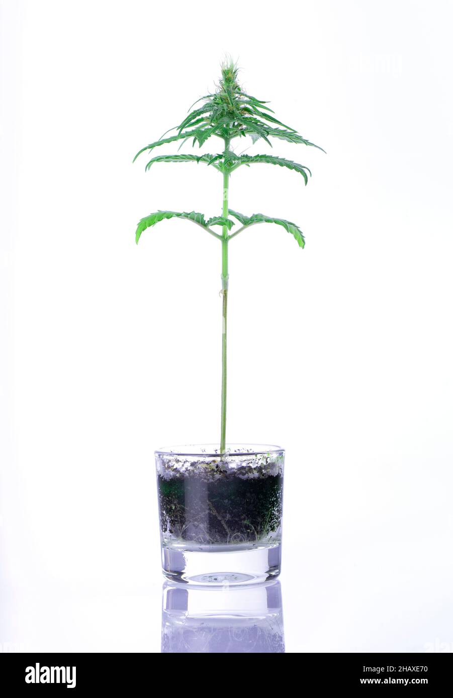 Une petite plante de cannabis pousse avec peu de sol dans un petit vase en verre isolé sur fond blanc Banque D'Images