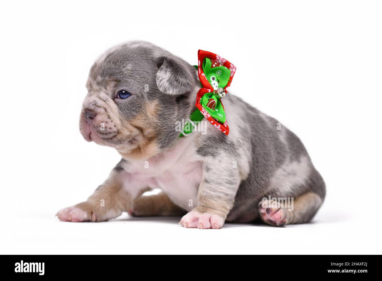 Chien de Bouledogue français Merle chiot avec ruban de Noël autour du cou sur fond blanc Banque D'Images