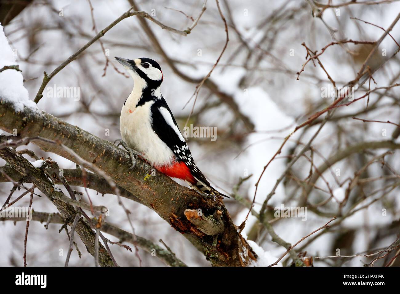 Pic assis sur une branche couverte de neige.Grand pic à pois (Dendrocopos Major) dans une forêt d'hiver Banque D'Images