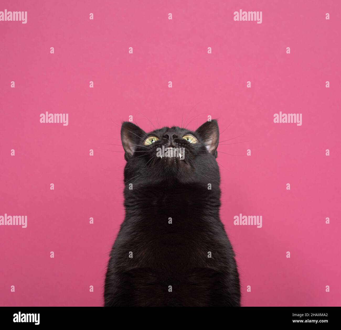 chat noir drôle avec l'écart de dent regardant curieusement sur fond rose avec l'espace de copie Banque D'Images