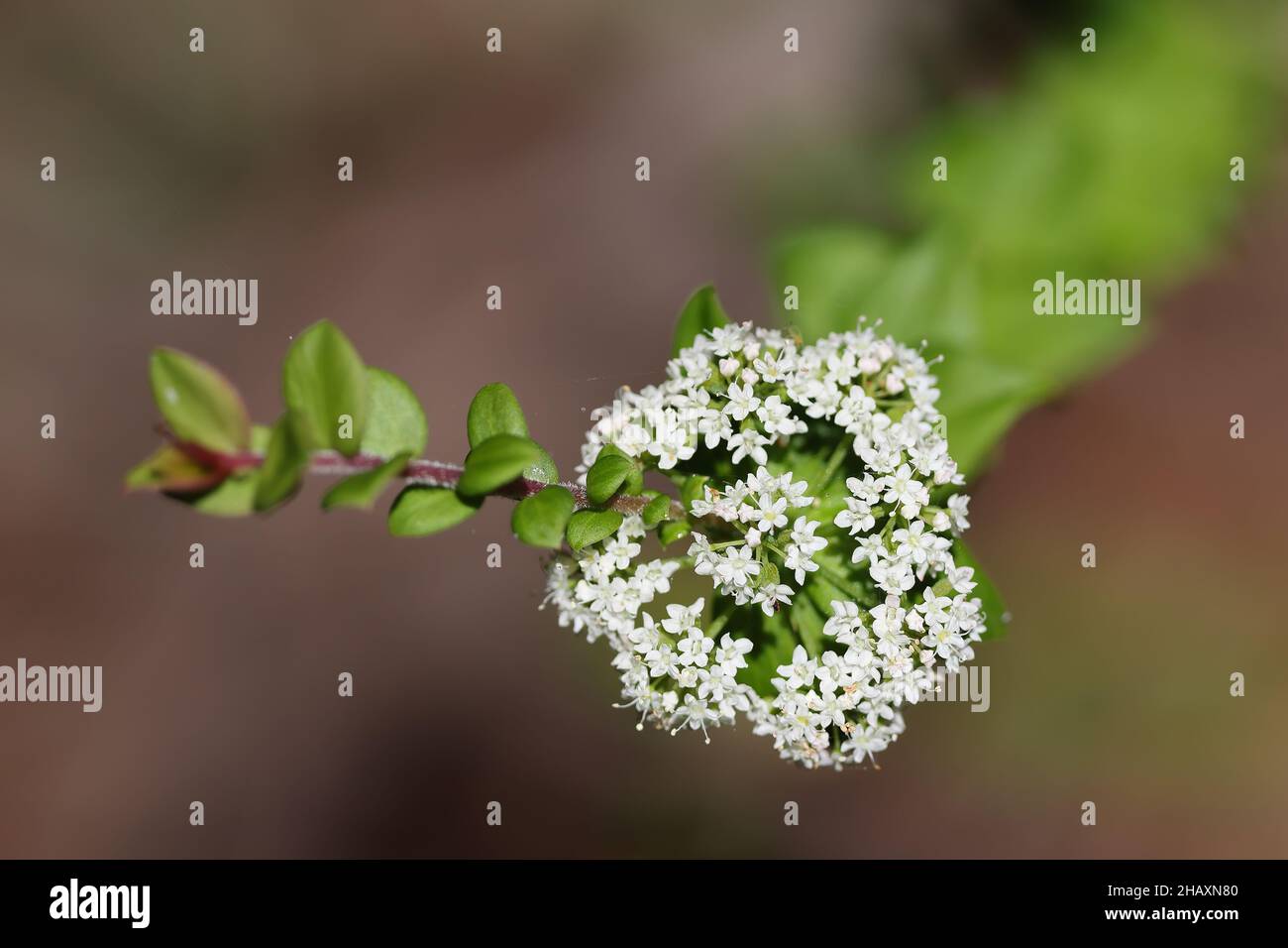 Plante de Platysace à feuilles de lance en fleur Banque D'Images