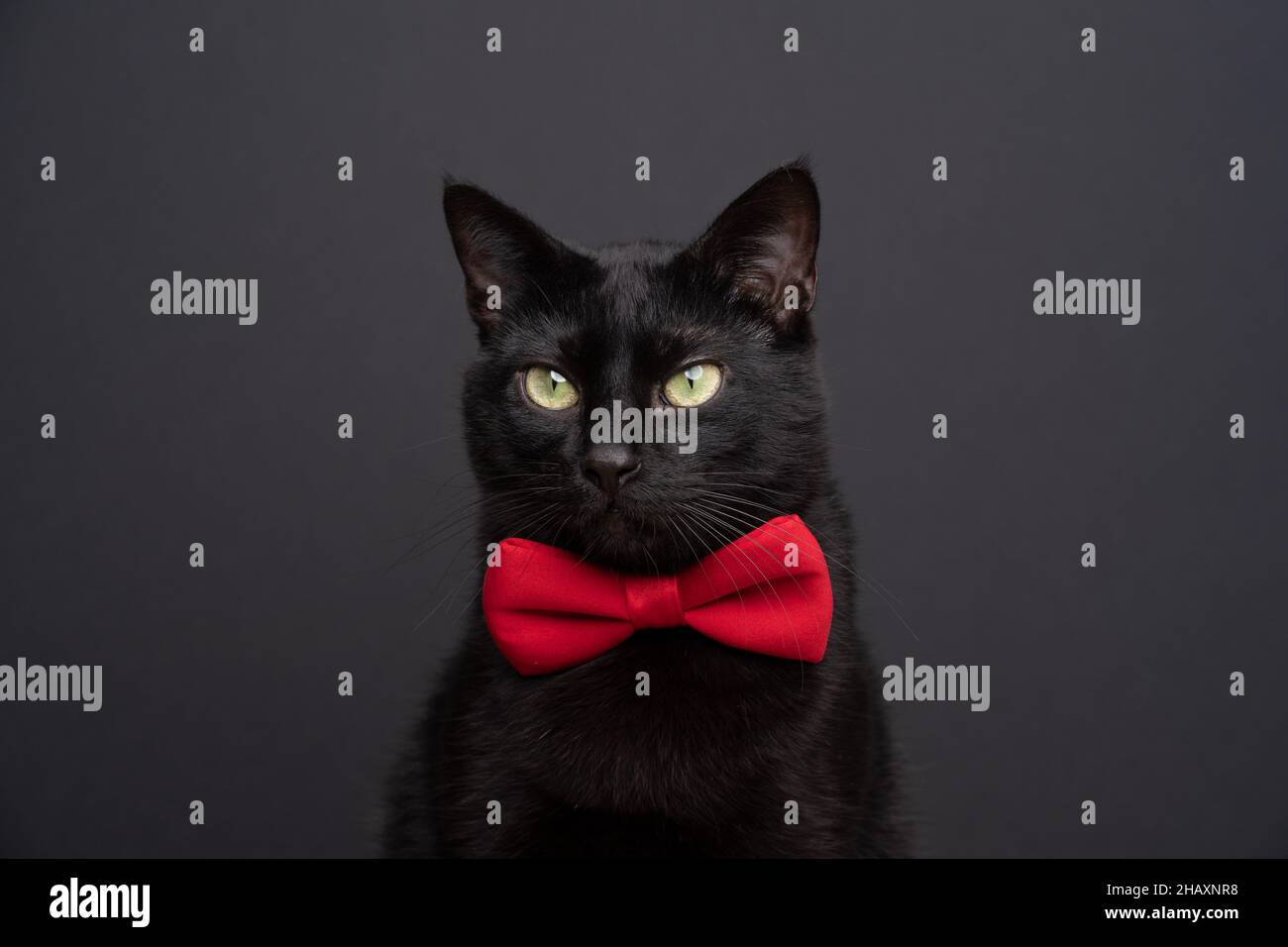 joli chat noir portant noeud rouge cravate studio portrait sur fond noir  avec espace de copie Photo Stock - Alamy