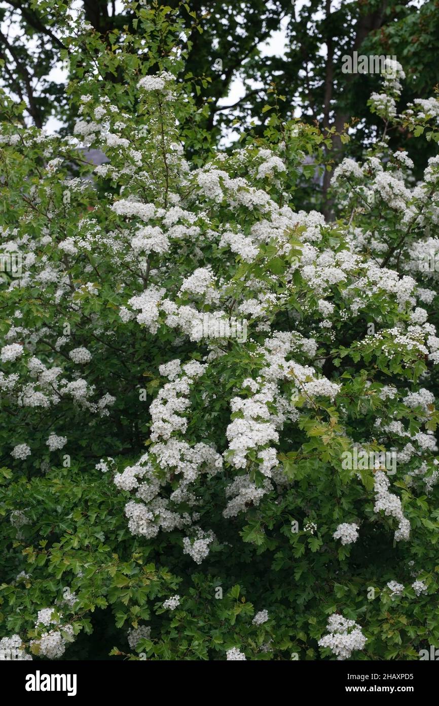 Crataegus monogyna Blossom. L'aubépine en fleurs au printemps. Banque D'Images