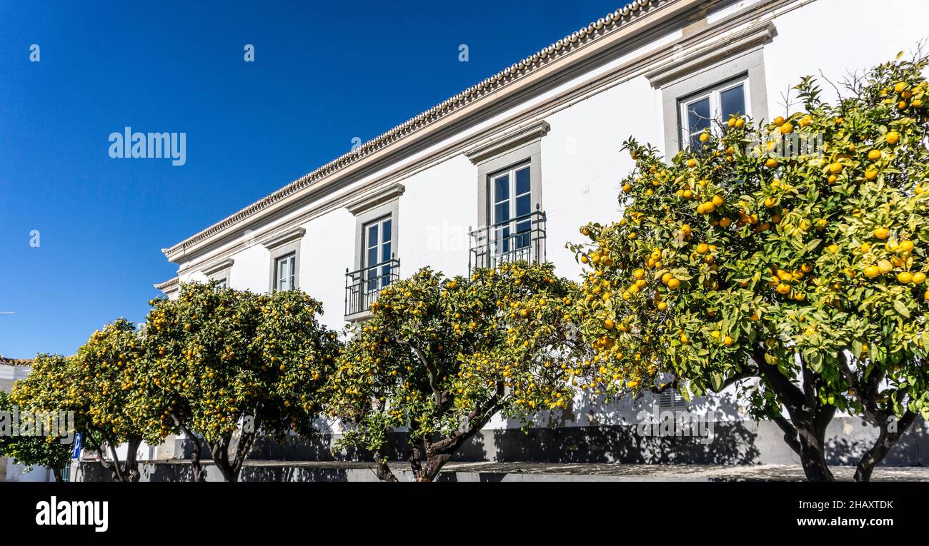 Une rangée de tress orange chargée de fruits dans une rue de Faro, Portugal. Banque D'Images