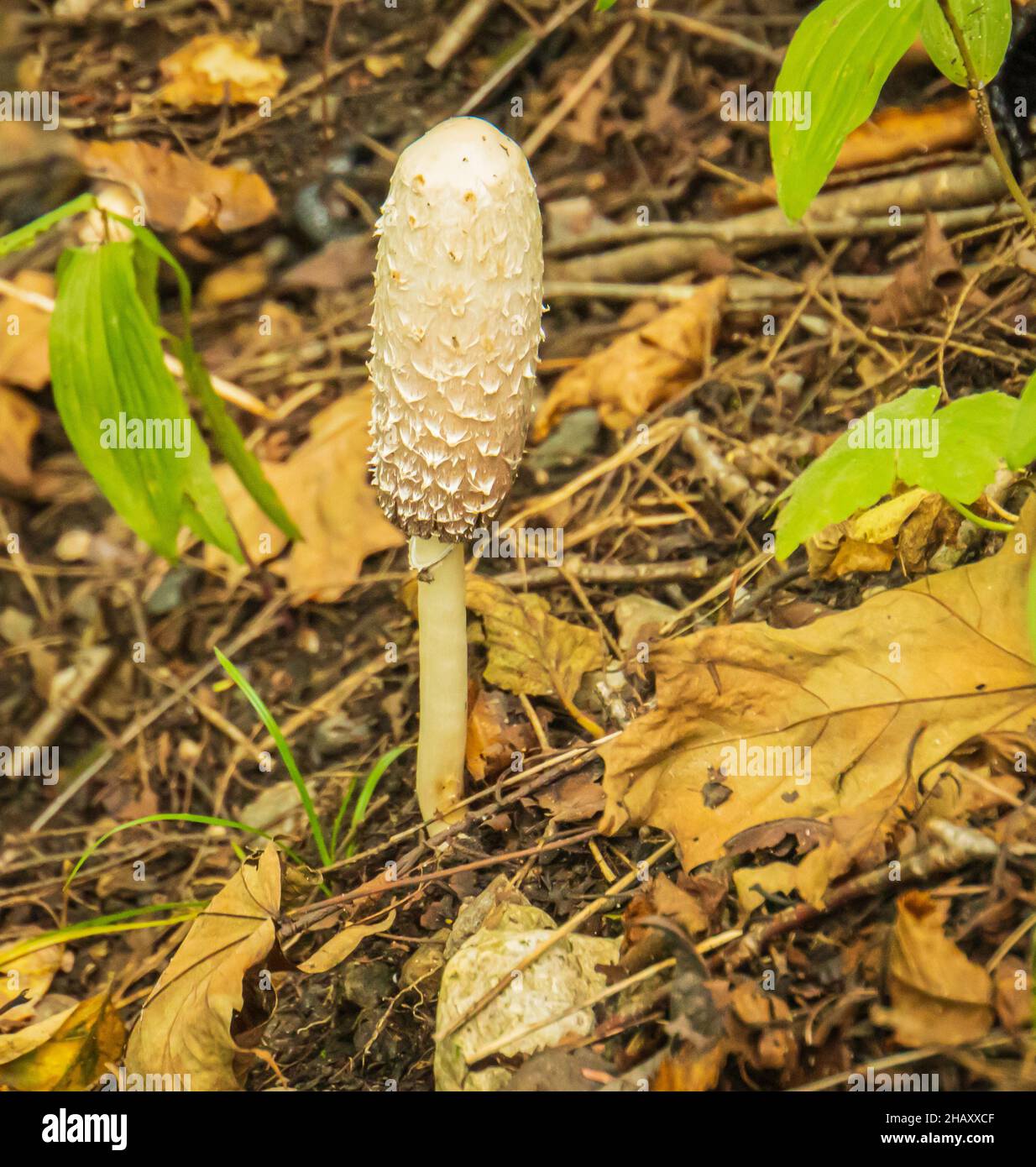 champignons dans les bois Banque D'Images