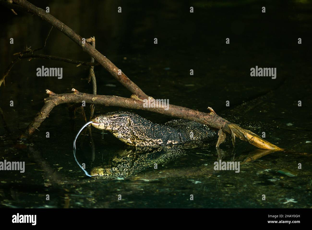 Grand lézard sauvage à col long et langue à fourche dans le lac près des branches d'arbres dans la nature du Sri Lanka Banque D'Images