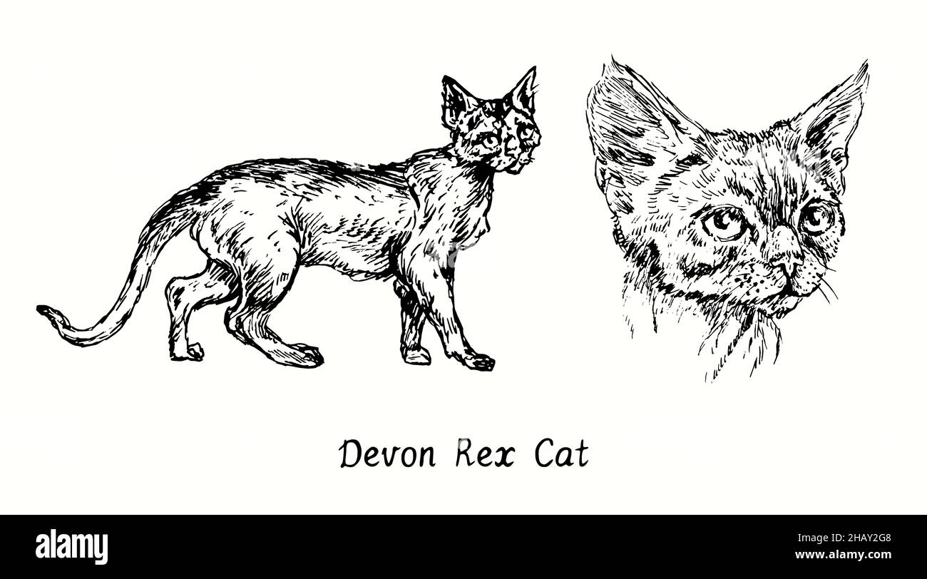 Collection Devon Rex Cat, vue de la tête et vue latérale.Dessin d'une boisée noire et blanche à l'encre Banque D'Images