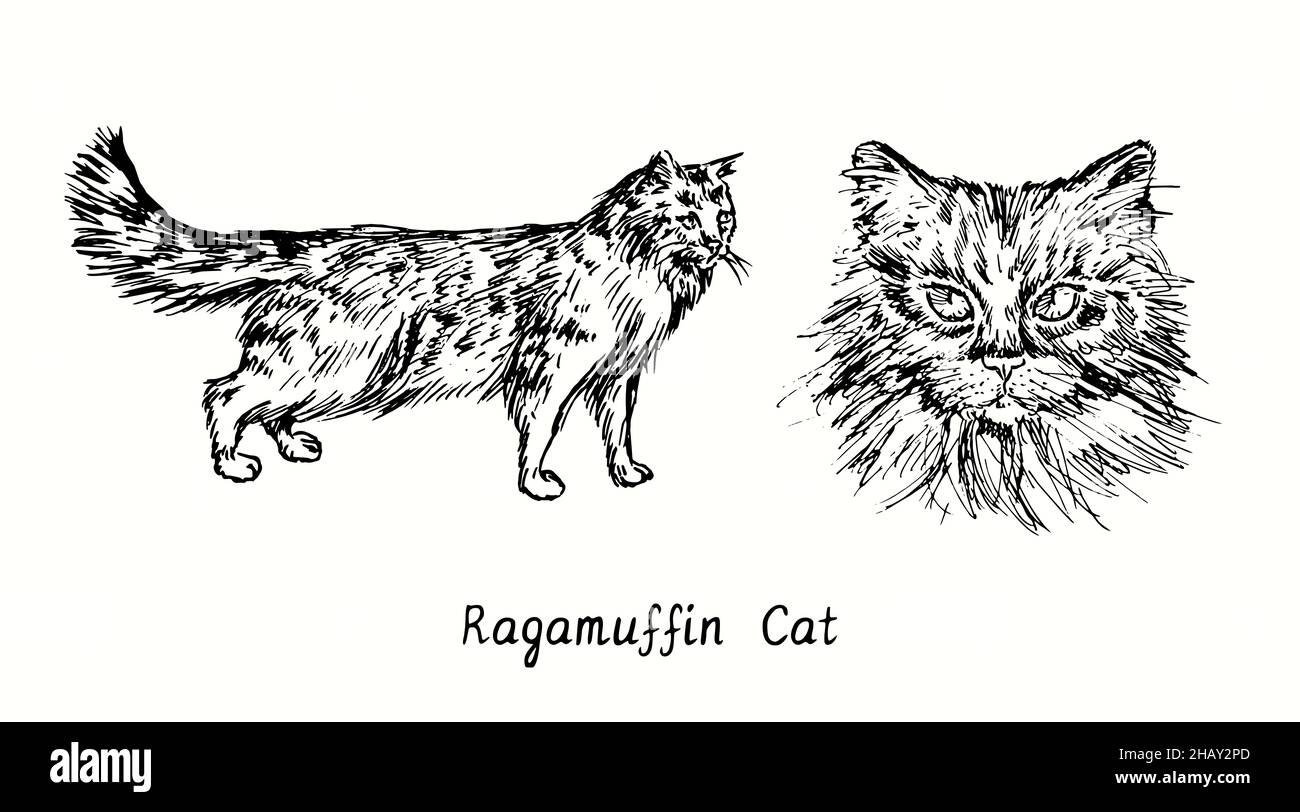 Collection Ragamuffin Cat vue de la t te et vue lat rale debout