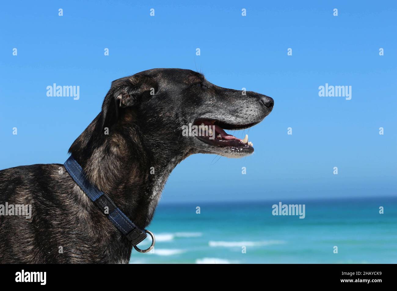 Balle Dans La T te Profil Chien Sur La Plage Banque De Photographies Et Balle Dans La T te Profil Chien Sur La Plage Banque De Photographies Et