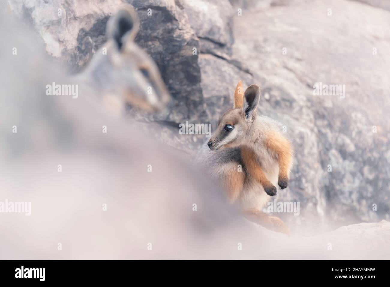 joey (Petrogale xanthopus), un wallaby de roche sauvage à pieds jaunes, sur des roches dont la mère est au premier plan, en Australie Banque D'Images