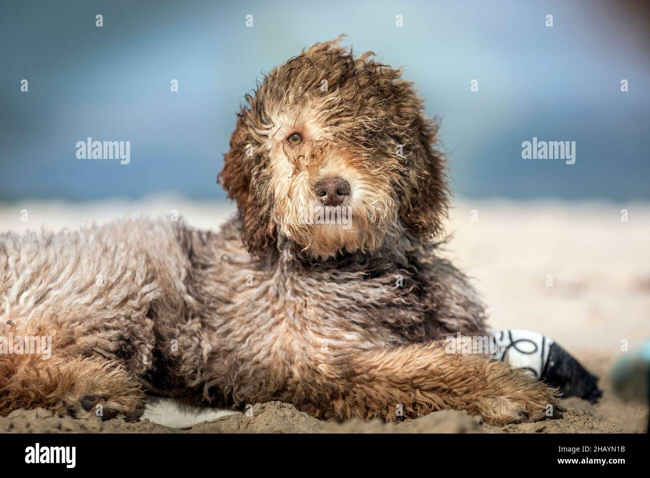 Chien balayé par le vent situé sur la plage de Los Lances, Tarifa, Cadix, Andalousie, Espagne Banque D'Images