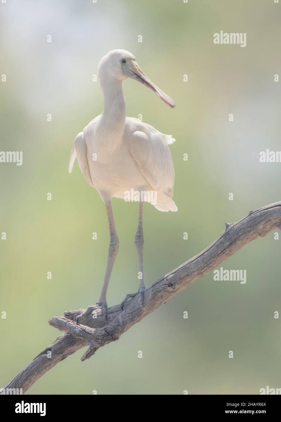 Spatules sauvages à bec jaune (Platalea flavipes) perchées sur la branche, Australie Banque D'Images