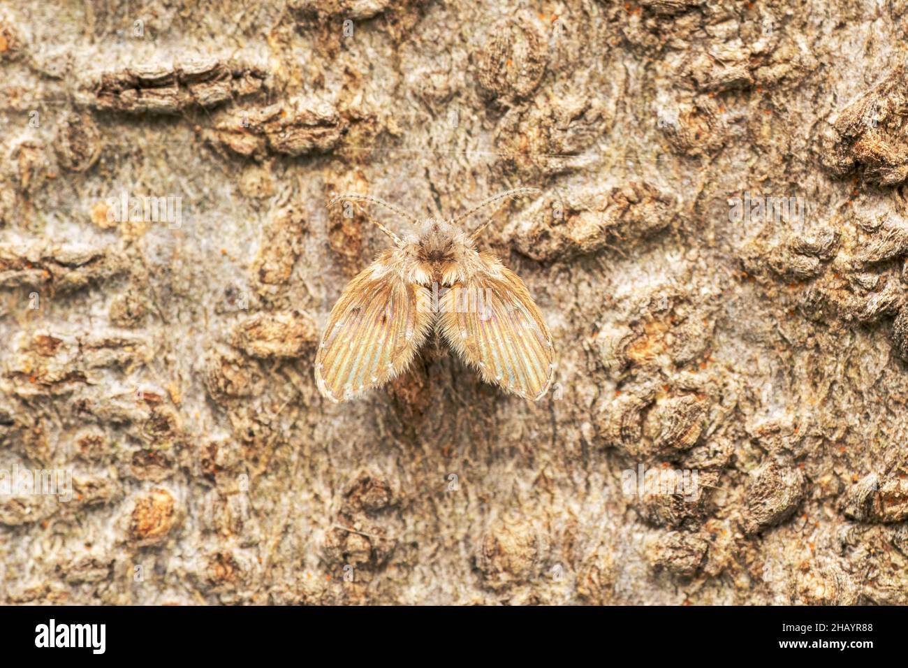 Mouche à papillons, Psychoda grisescens, Satara, Maharashtra, Inde Banque D'Images