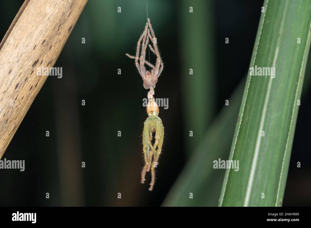Molating Green huntsman Spider après molating, olios milleti, Pune, Maharashtra, Inde Banque D'Images