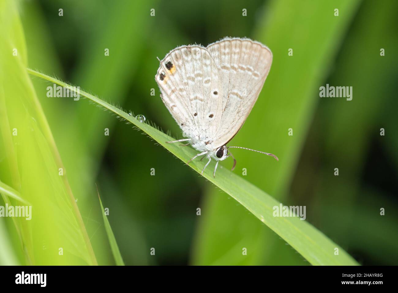 Papillon oriental à Gram bleu, Euchrysops cnejus, Pune, Maharashtra, Inde Banque D'Images