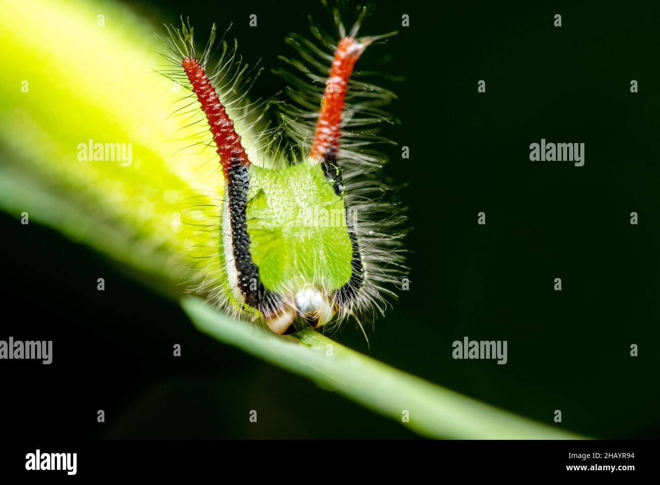 Portrait de la chenille brune de la soirée commune, Melanitis leda, Pune, Maharashtra, Inde Banque D'Images