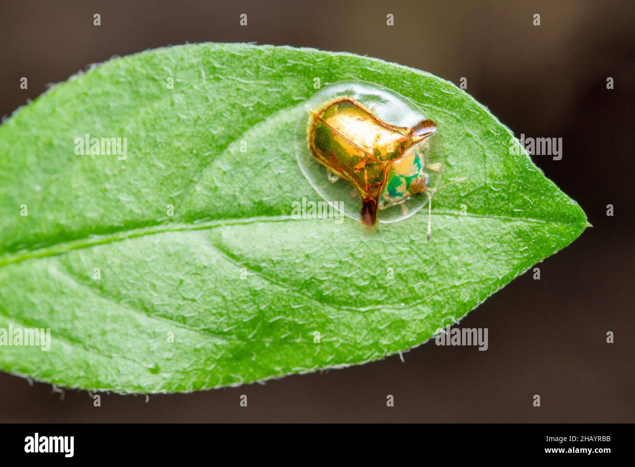 Tortue, Aspidimorpha sanctuecrucis, famille - Chrysomelidae Banque D'Images