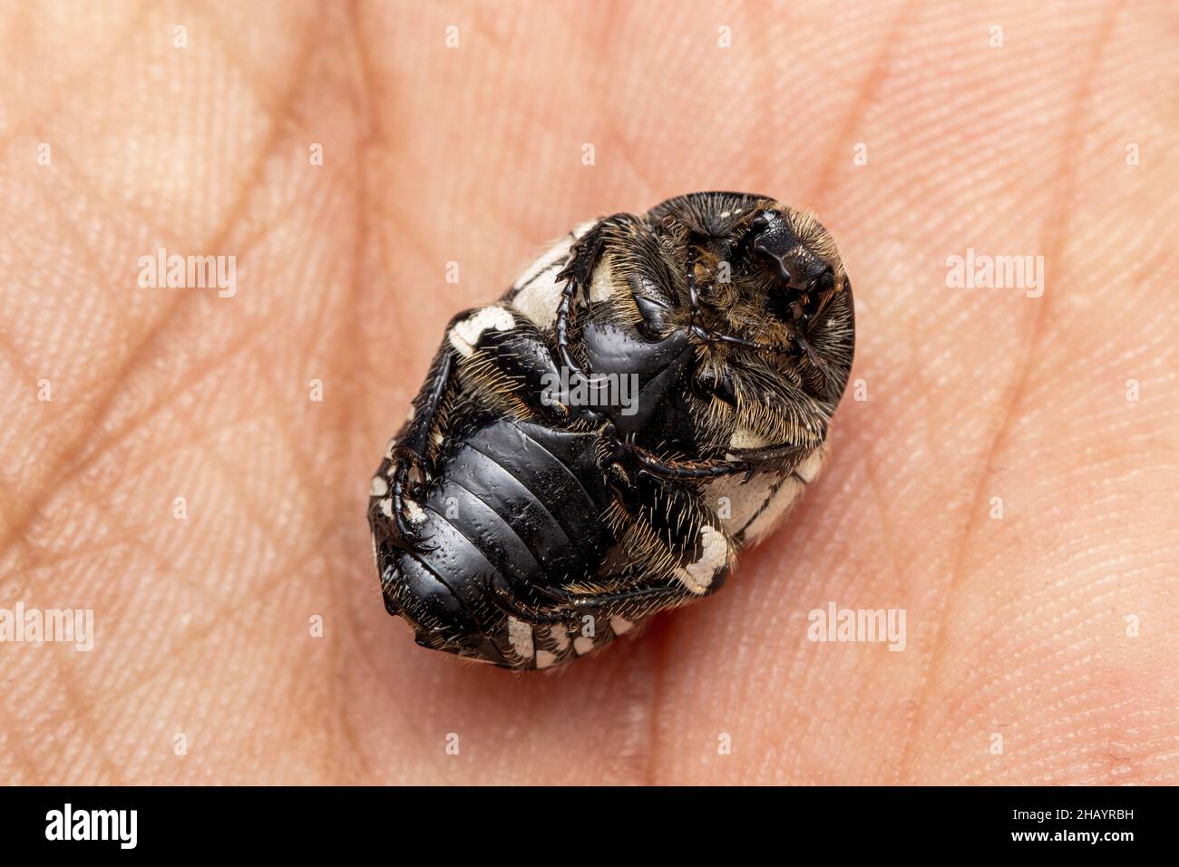 Ventral de Chafer Beetle, Mausoleopsis amabilis, lieu - Pune, Maharashtra, Inde Banque D'Images