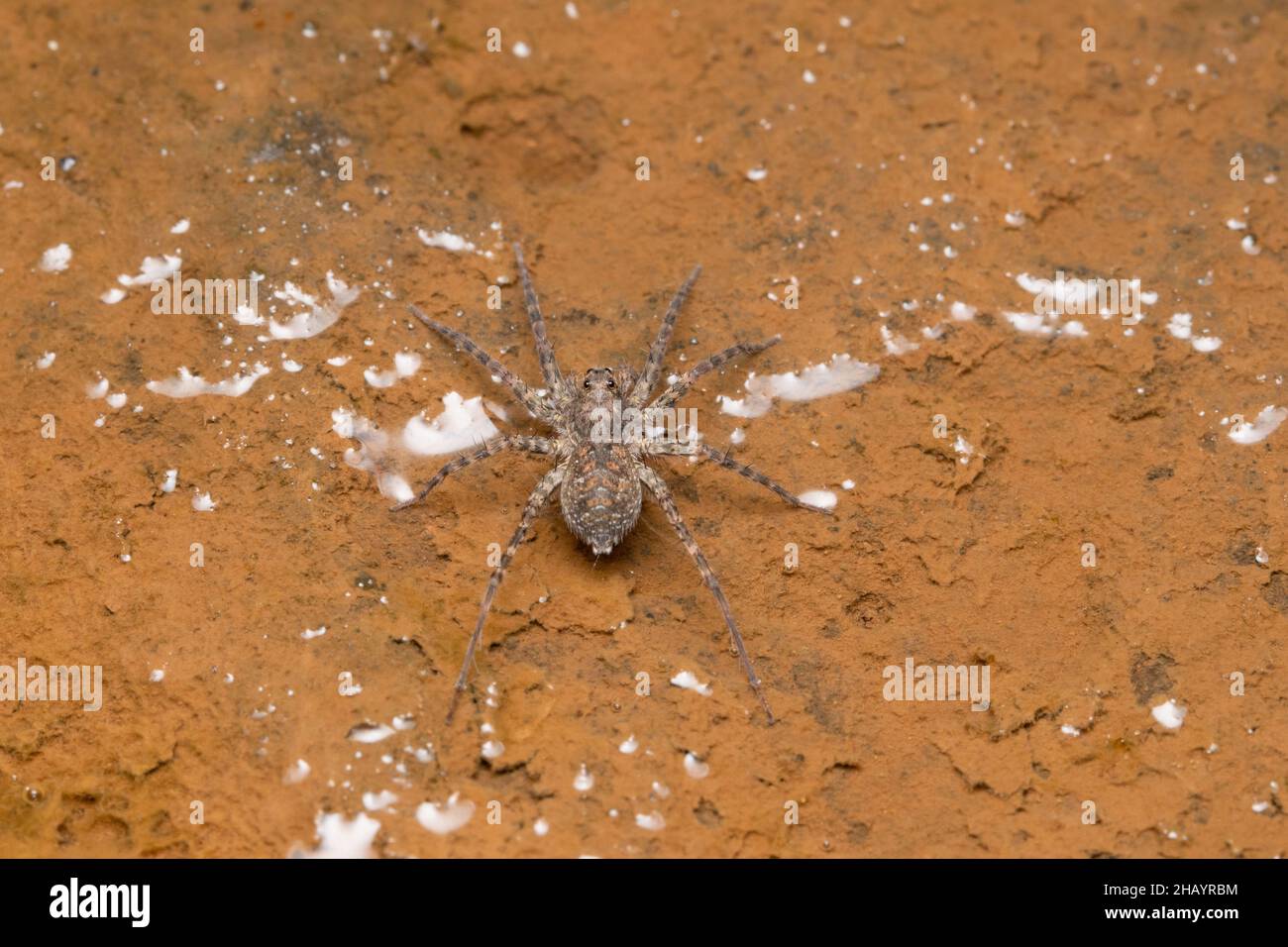 Araignée loup, Lycosa pseudoannualata, Lycosidae, Pune, Maharashtra,Inde Banque D'Images