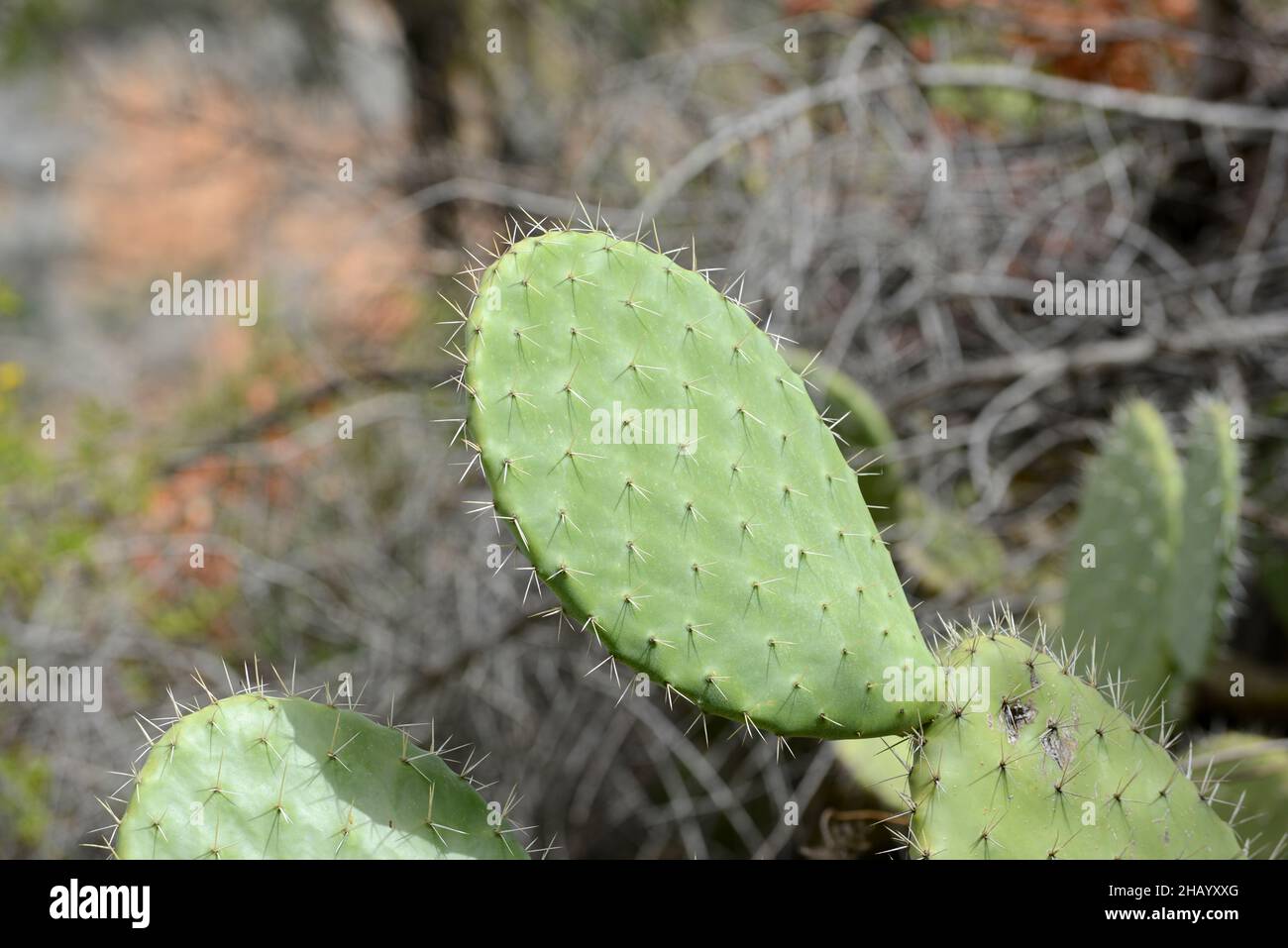 Un Cactus dans les montagnes de Rif au Maroc. Banque D'Images