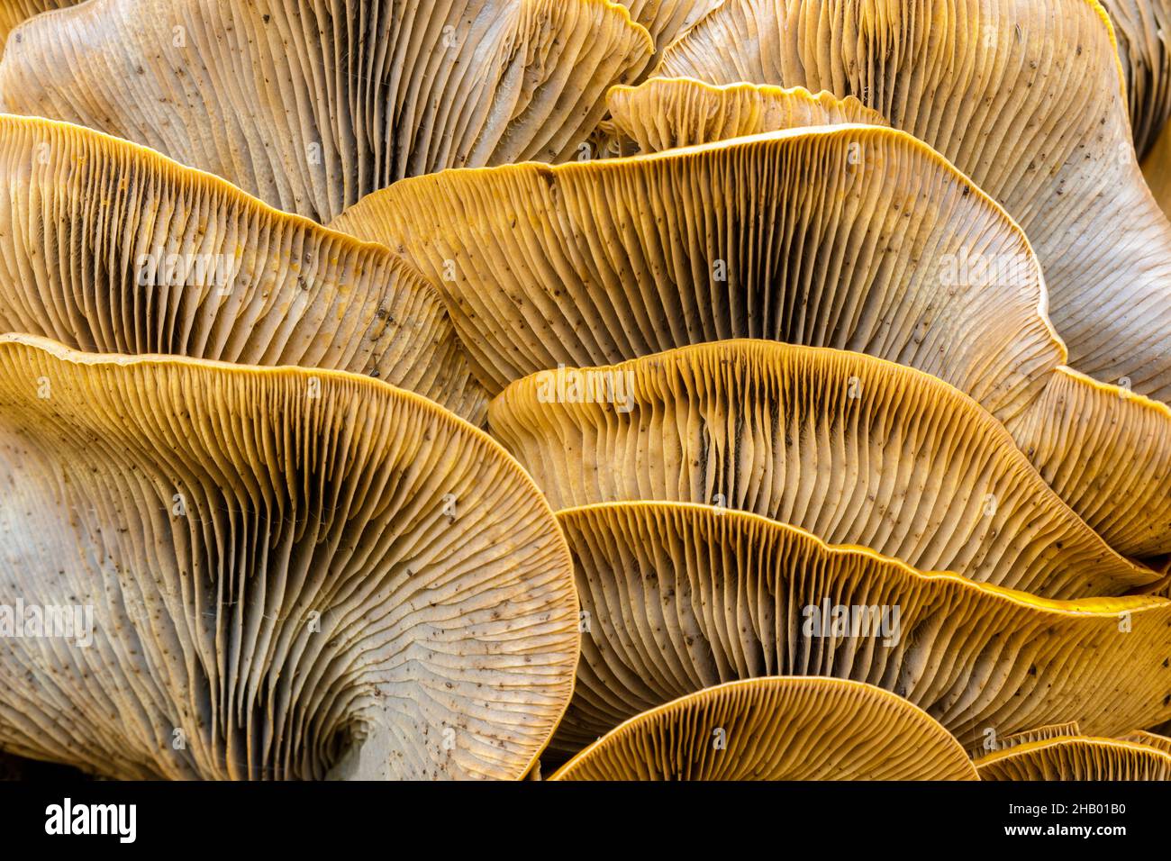 Gros plan sur un groupe de champignons Jack-o-lanterne.Foothills Park, comté de Santa Clara, Californie, États-Unis. Banque D'Images