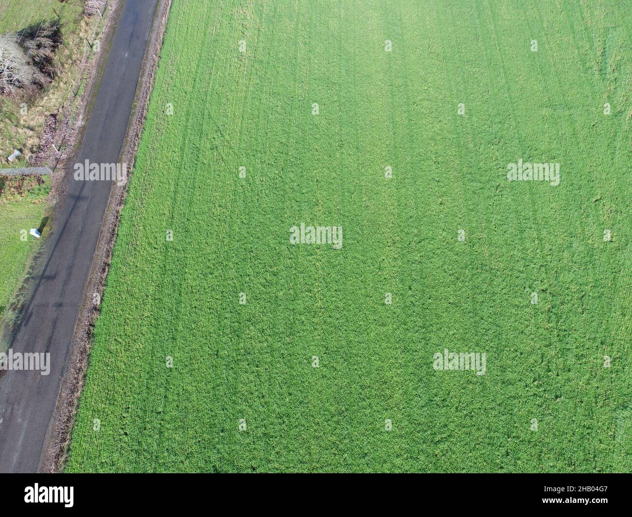 Un champ cultivé pour le foin au Canada Banque D'Images