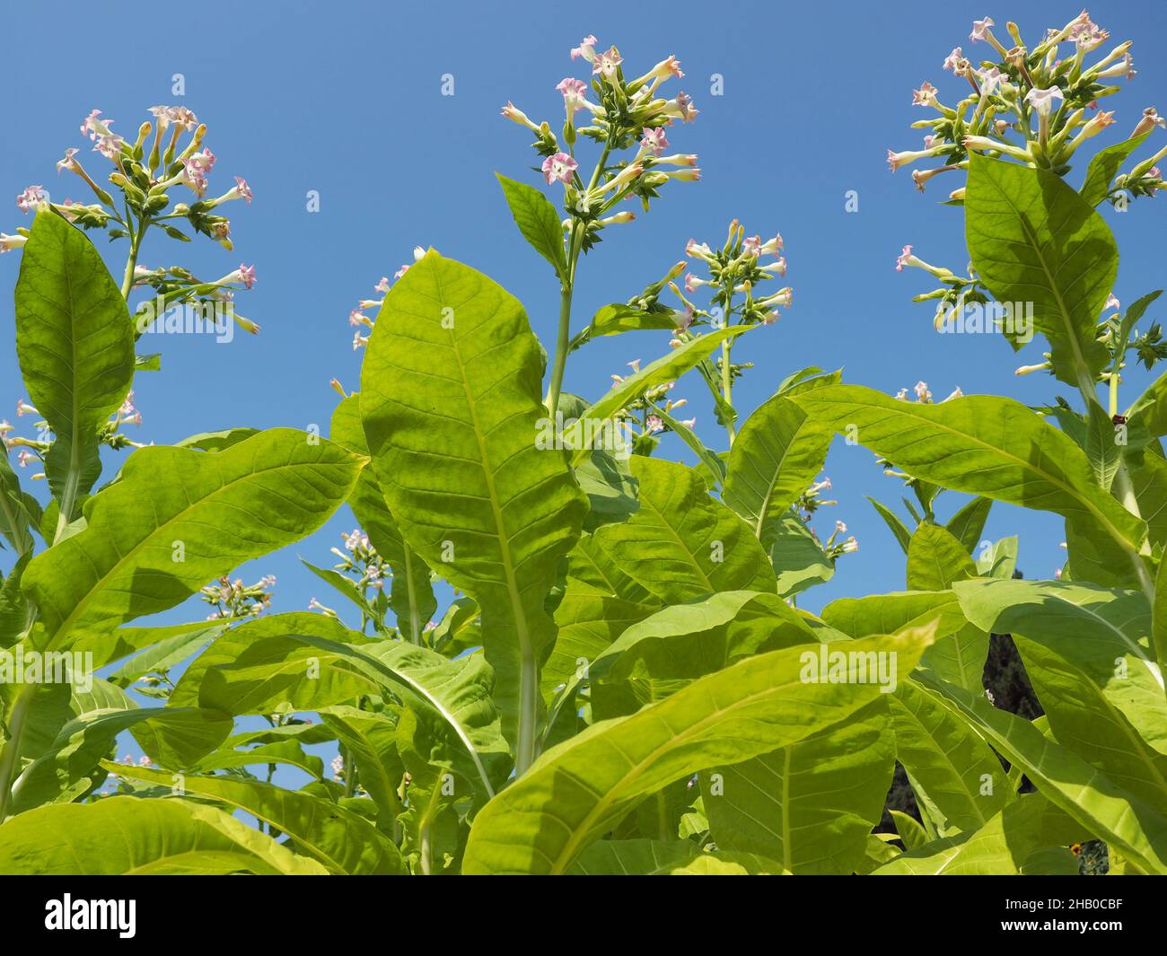 Feuilles et fleurs de tabac vert Banque D'Images