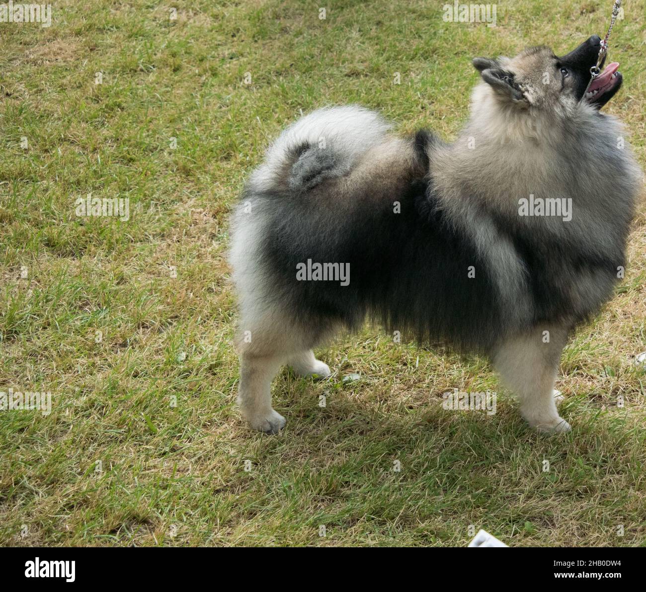 Keeshond regardant vers hander dans l'événement de conformation Banque D'Images