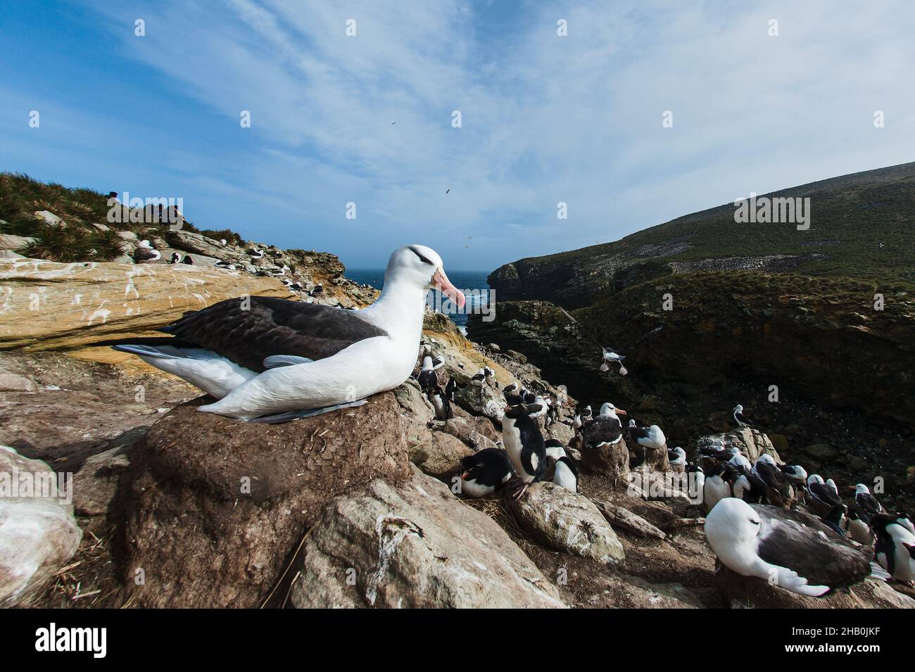 Une vue grand angle d'un albatros brun noir assis sur son nid dans une colonie d'oiseaux de mer à New Island, Falklands Banque D'Images