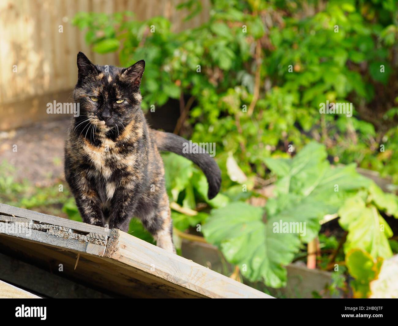 une femelle de couleur calico chat dans le jardin Banque D'Images