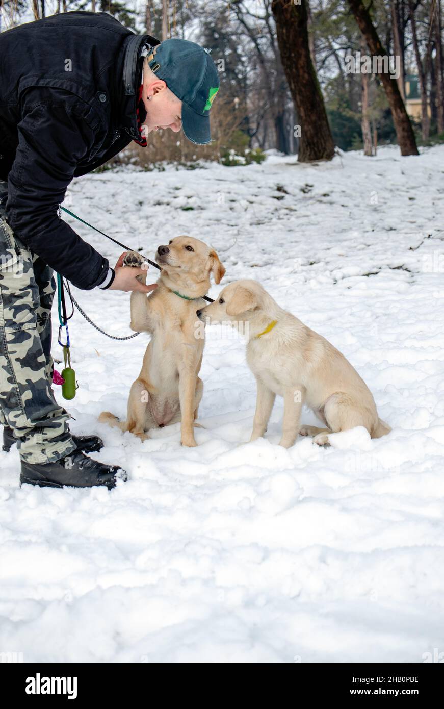 Le propriétaire parle à ses chiens lors d'une journée enneigée dans le parc public en hiver.Paw shake avec le propriétaire. Banque D'Images