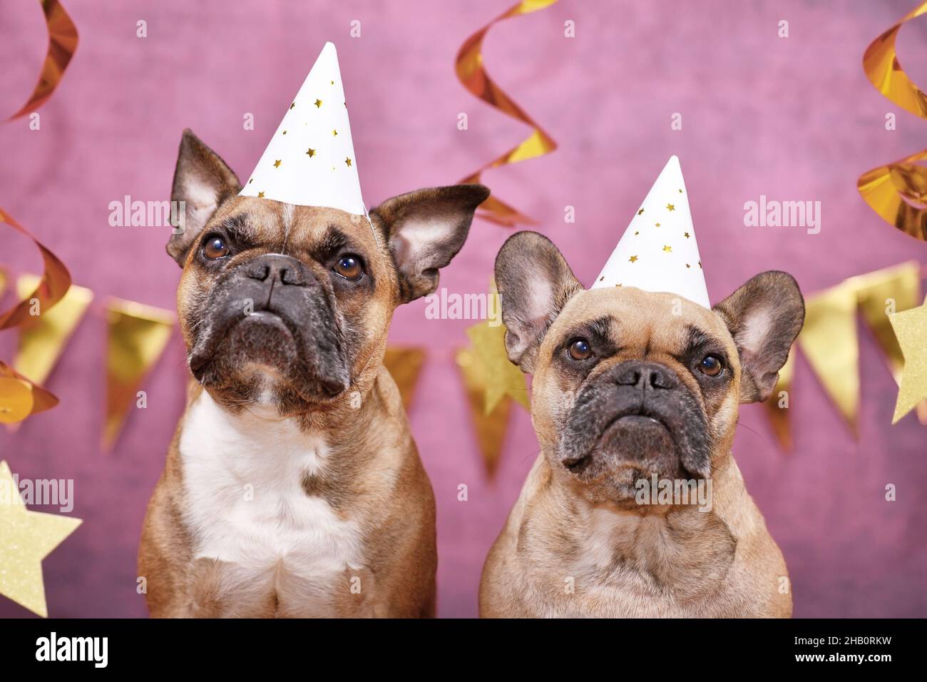 Paire de chiens Bulldog français portant des chapeaux de fête de la Saint-Sylvestre sur fond rose décorés de guirlandes dorées Banque D'Images Paire de chiens Bulldog français portant des chapeaux de fête de la Saint-Sylvestre sur fond rose décorés de guirlandes dorées Banque D'Images