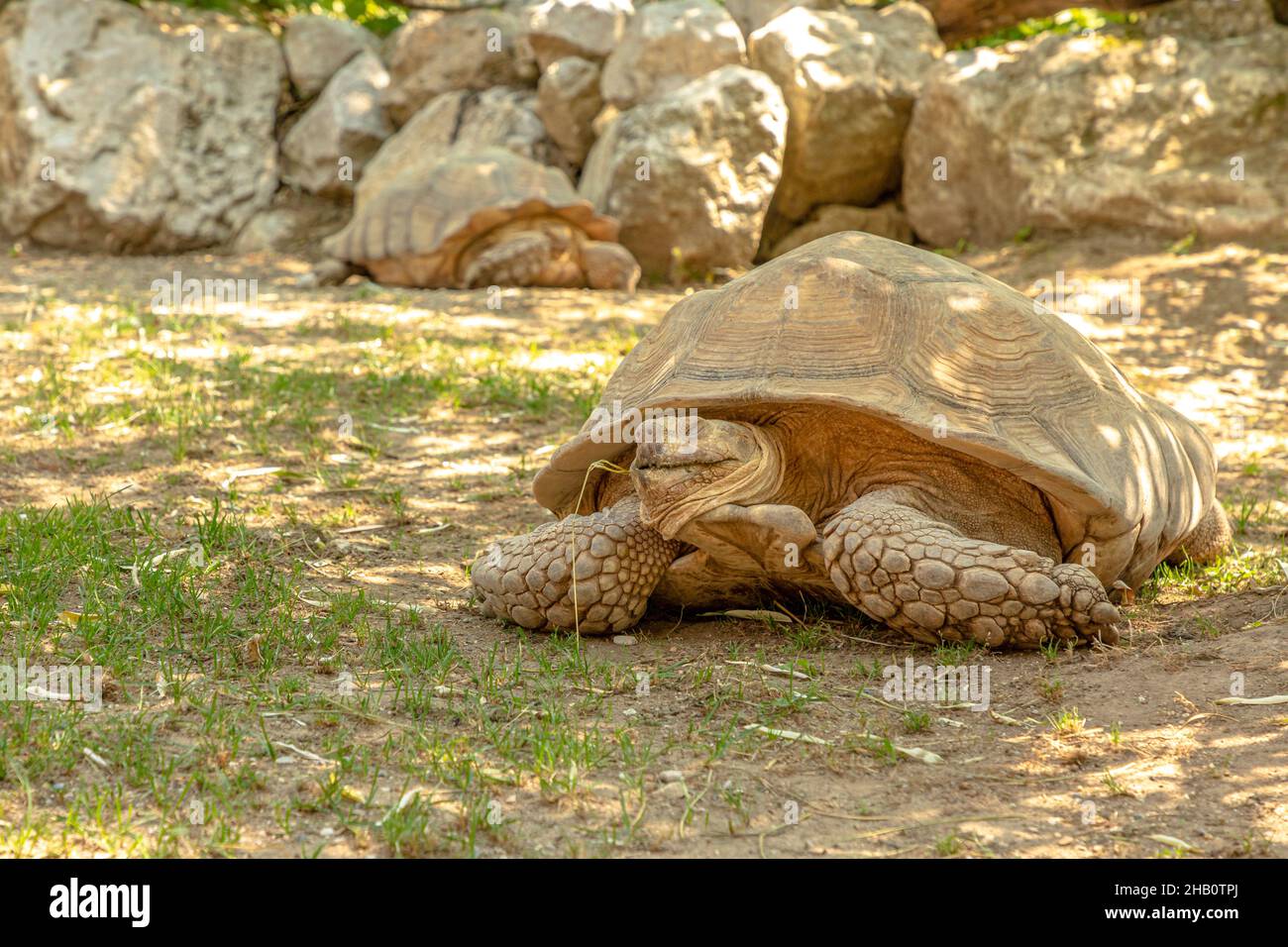 Tortue: Une tortue africaine poussée marche sur l'herbe.Espèces de Centrochelys sulcata de la famille des Testudinidae.Adultes de tortues terrestres indigènes de la Banque D'Images