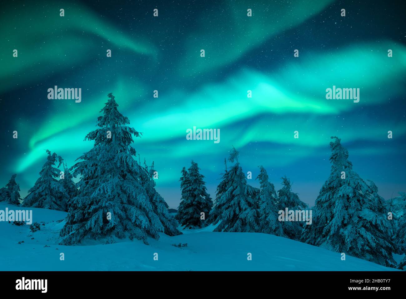 Aurora borealis.Lumières du Nord dans la forêt d'hiver.Ciel aux lumières polaires et étoiles.Paysage nocturne d'hiver avec aurora et forêt de pins.Concept de voyage Banque D'Images