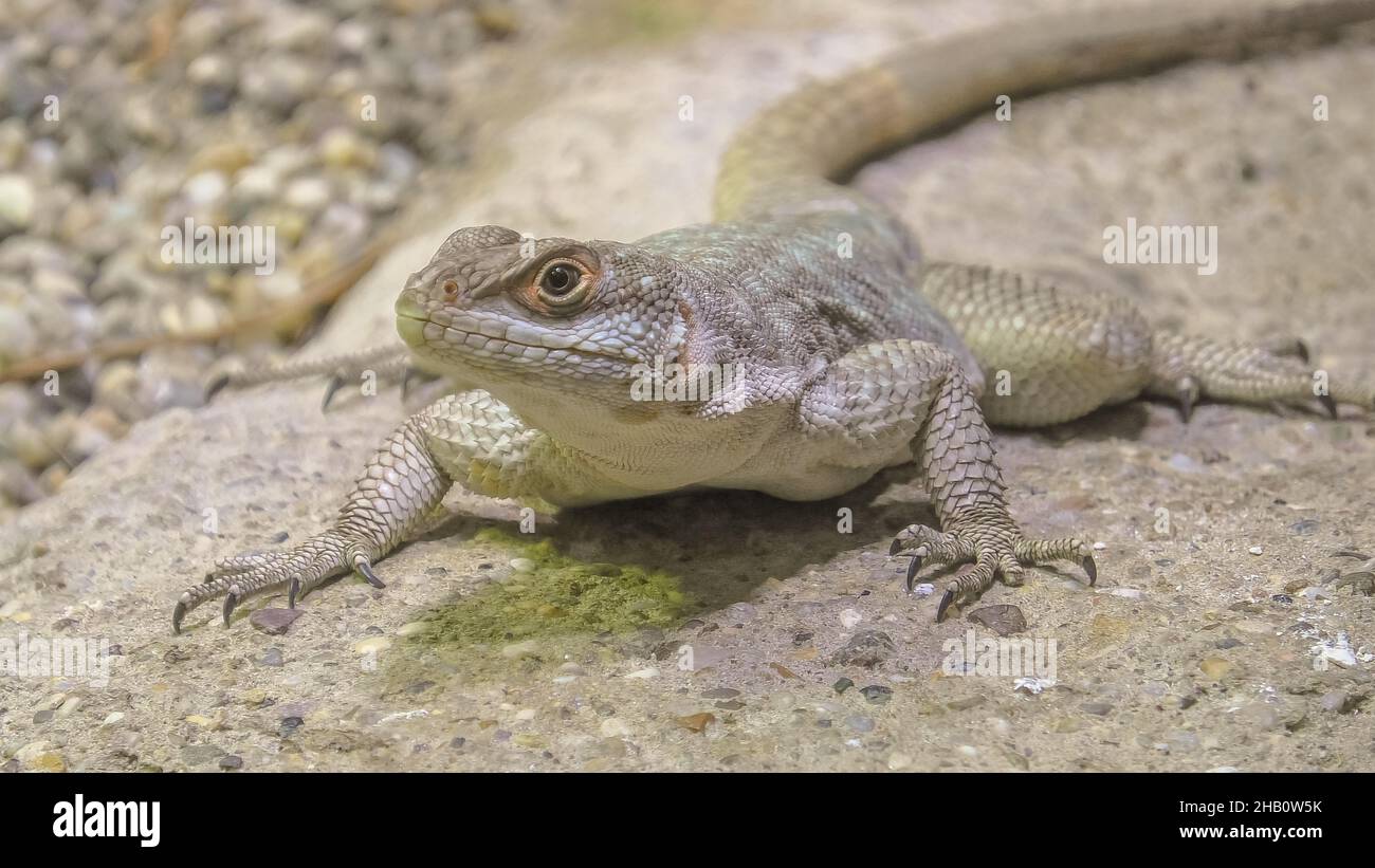 Femelle d'Afrique sur fond de pierre.C'est un lézard insectivore de taille moyenne-petite. Vue de face Banque D'Images