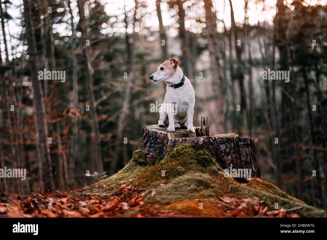 Chien terrier Jack russel sur tige de pin avec mousse verte dans la forêt d'automne.Photographie d'animaux et de la nature Banque D'Images