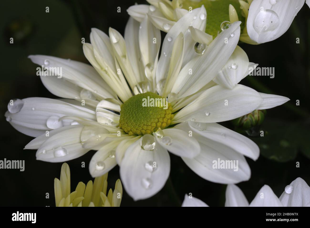 gros plan d'une belle fleur de chrysanthème blanc avec des gouttes de pluie sur les pétales Banque D'Images