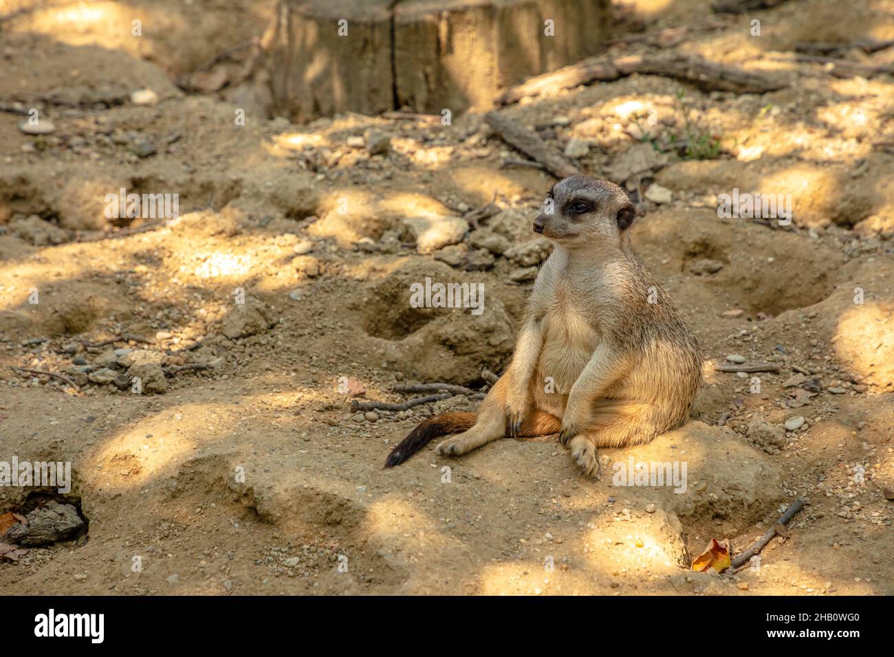 Assis Meerkat ou suricate dans la vigilance.Suricata suricata espèces de la famille des bernaches Herpestidae.Vivre au Botswana Kalahari Desert, Namib Banque D'Images