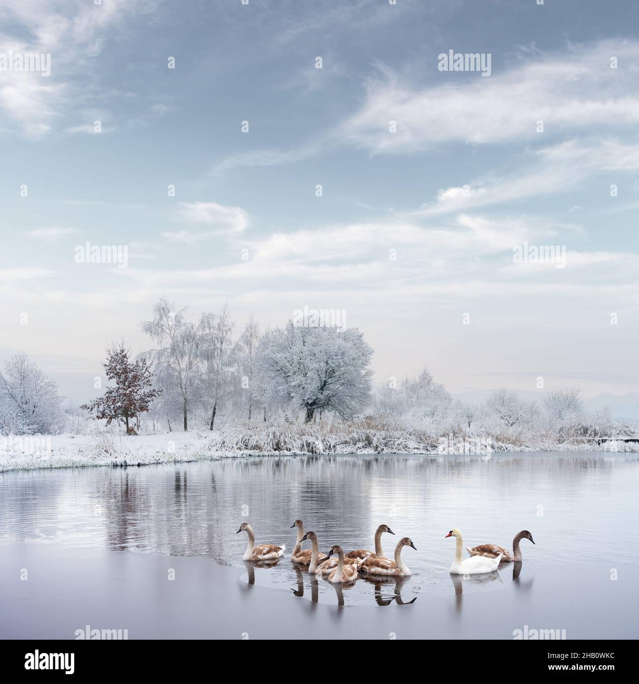 La famille des cygnes nage dans l'eau du lac en hiver au lever du soleil.Cygne adulte blanc et petits poussins gris dans de l'eau gelée le matin.Des arbres enneigés et givré sur fond.Photographie d'animaux Banque D'Images